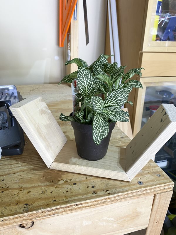 Plant sitting on wood pieces